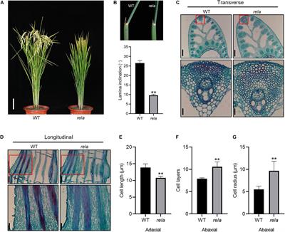 OsRELA Regulates Leaf Inclination by Repressing the Transcriptional Activity of OsLIC in Rice